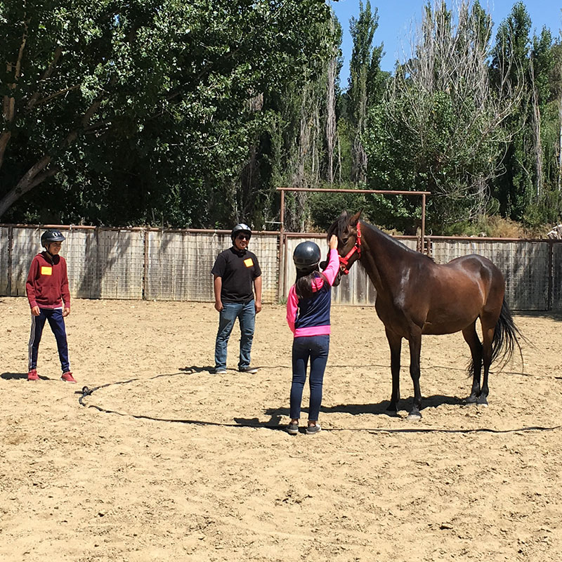 Participants work on herding exercises at Lead-Up California