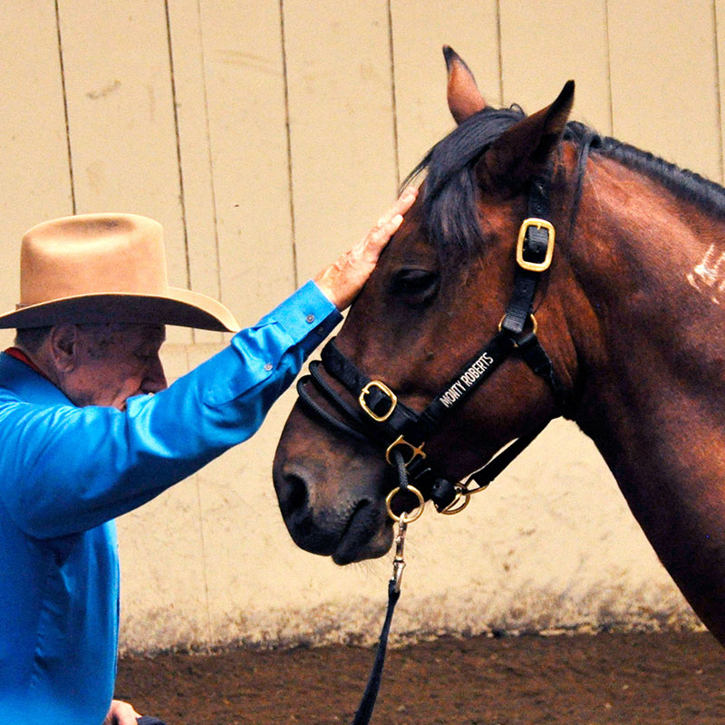 Monty Roberts moment of Join-Up with a mustang at Horse Sense & Healing clinic