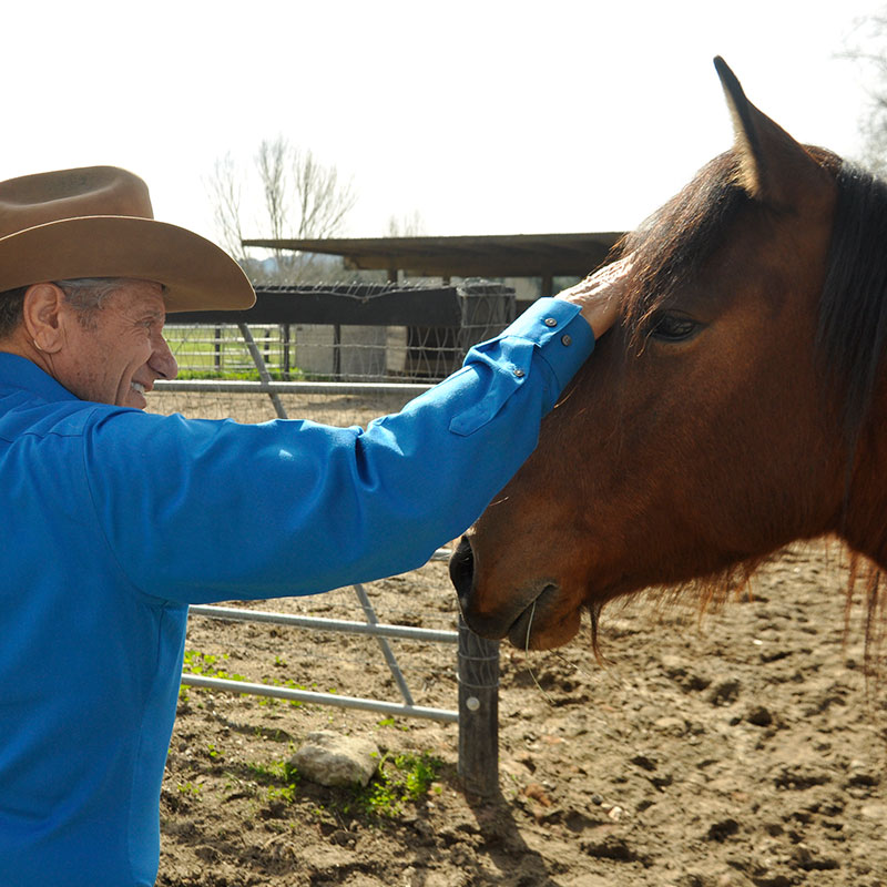 Monty Roberts with Mustangs at Flag Is Up Farms