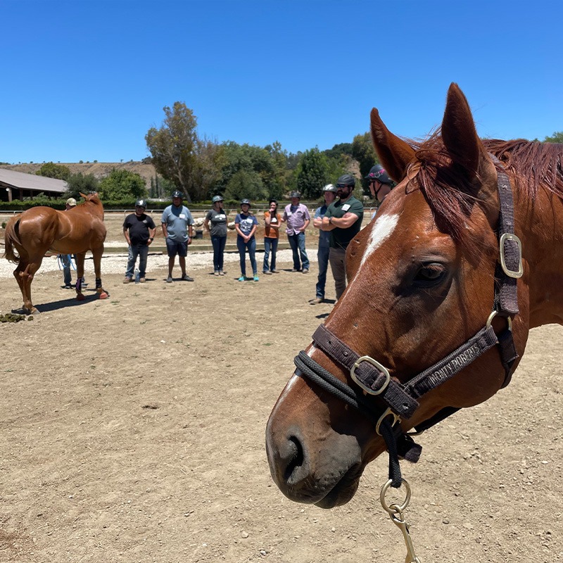 A participant meets Eomer, one of our transition horses